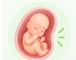 Illustration of a baby in the womb starting at 15 weeks