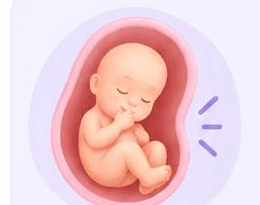 Illustration of a baby in the womb at 24 to 32 weeks