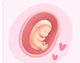 Illustration of a baby in the womb at 9 to 14 weeks